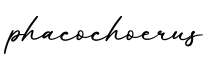 单词phacochoerus书写