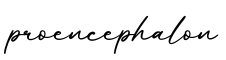 单词proencephalon书写