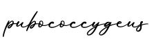 单词pubococcygeus书写