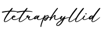 单词tetraphyllid书写