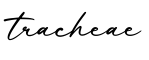 单词tracheae书写