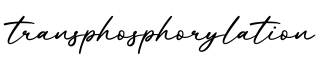 单词transphosphorylation书写